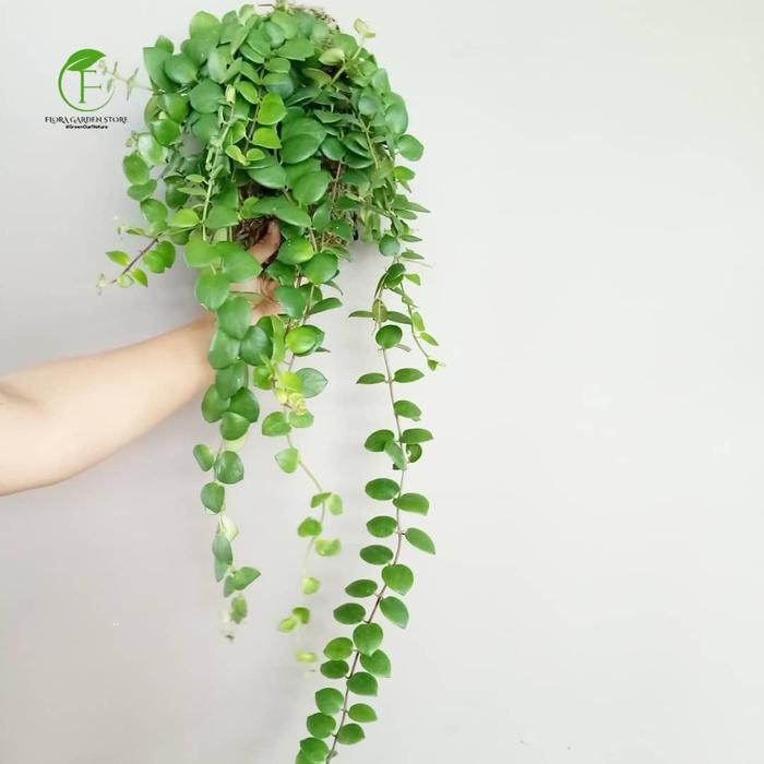 JTTOP" TANAMAN HIAS LIPSTIK GANTUNG BUNGA PINK / TANAMAN GANTUNG / LIPSTIK GANTUNG PINK LANGKA