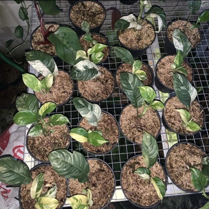 JTTOP" ( BISA COD) TANAMAN HIAS RAPHIDOPORA PUBERULA VARIEGATA - PUBERULA VAR