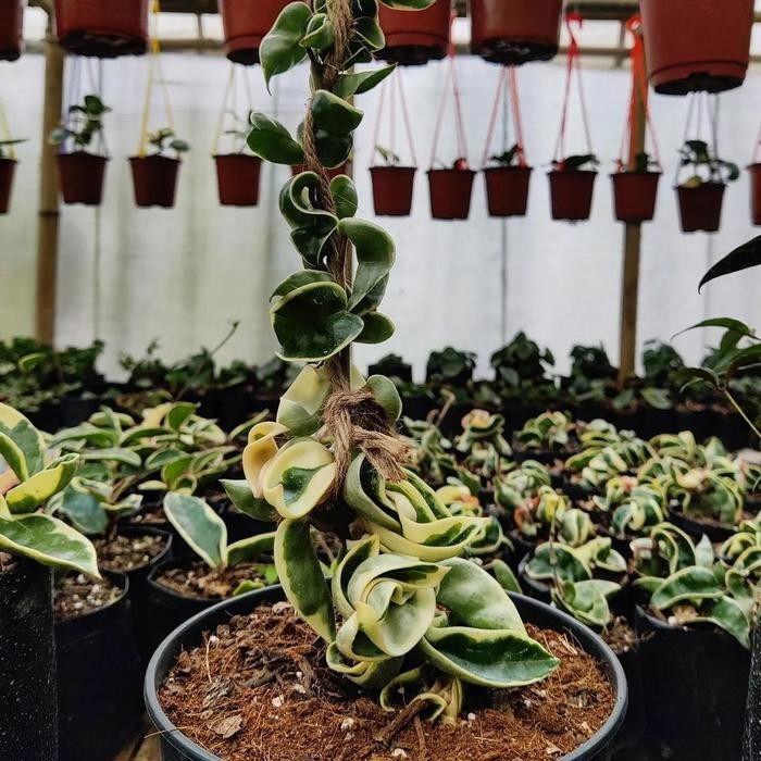 JTTOP" TANAMAN HIAS HOYA COMPACTA VARIGATA - HOYA COMPACTA REGALIS VARIETAGA