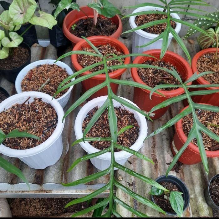 JTTOP" TANAMAN HIAS PHILODENDRON TORTUM - PHILODENDRON TORTUM MURAH
