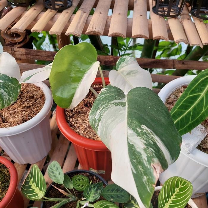 JTTOP" MONSTERA WHITE TIGER VARIGATA