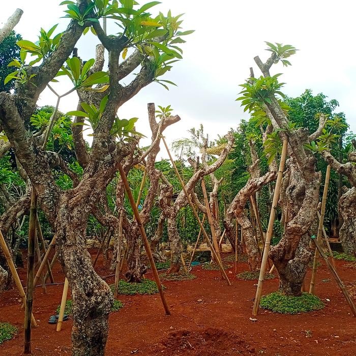 Kamboja fosil lingkar batang 1,5m