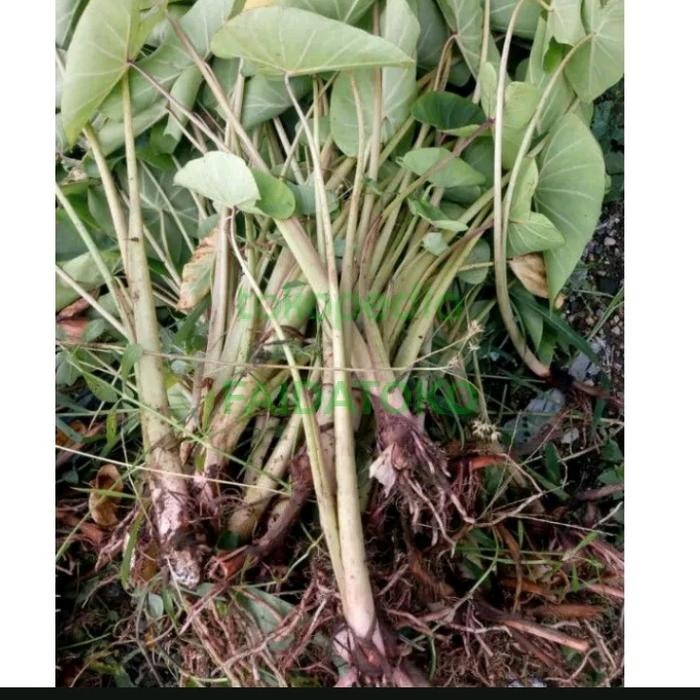 BIBIT LOMPONG SAYUR HIJAU