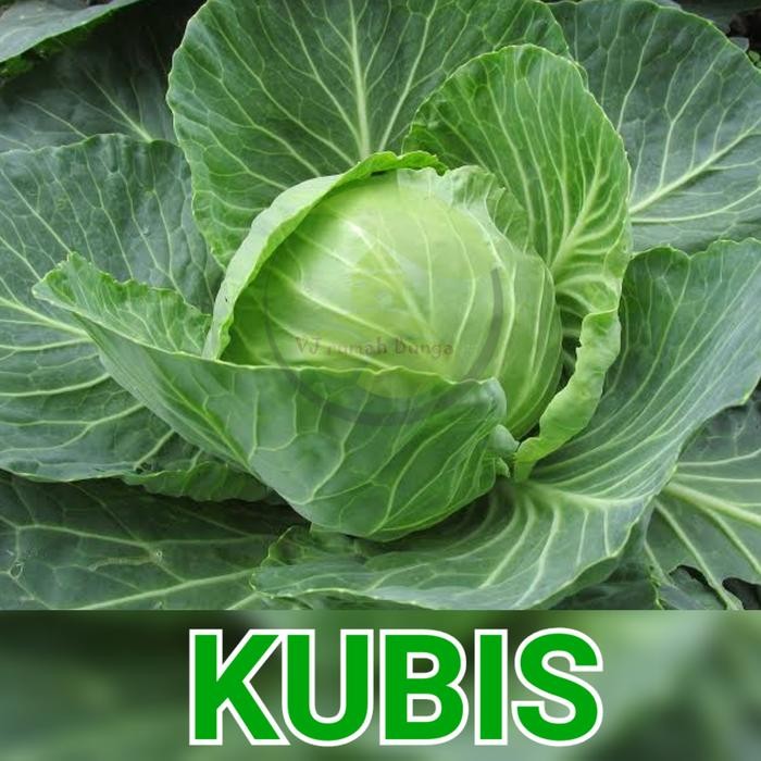 Benih sayur kubis/Bibit sayur kubis