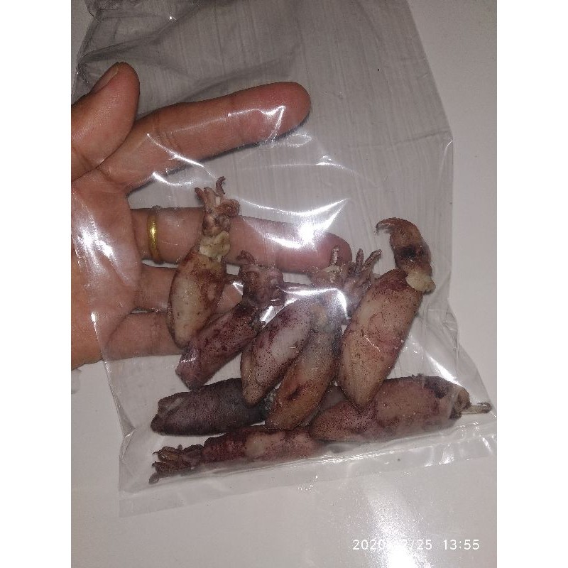 

Ikan Asin Murah Harga 5000 Cumi Asin Teri Jengki Peda Merah Bulu Ayam Jambal Sepat Rebon Teri Tawar