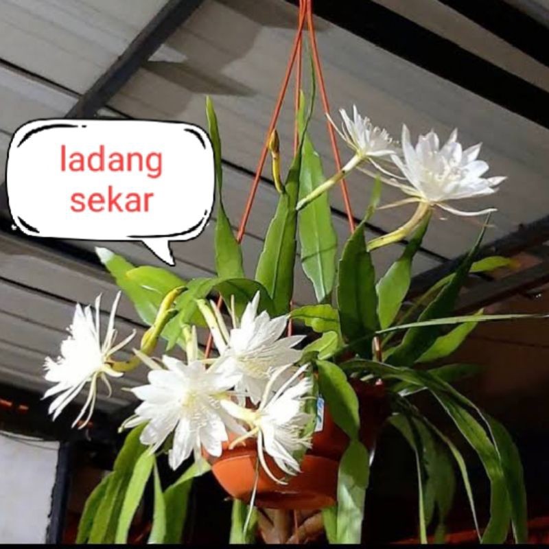 Bunga Gantung Wijaya Kusuma Putih Penarik Rejeki