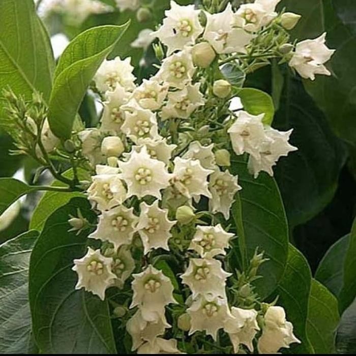

Terlaris Bibit Tanaman Melati Pandan Wangi