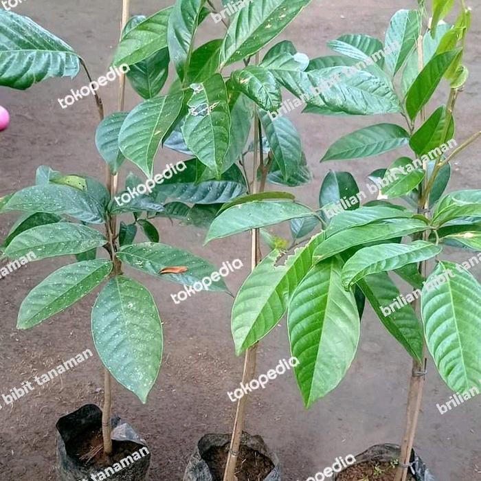 

Terlaris Bibit Tanaman Buah Duku Palembang Duku Tanpa Biji Super Genjah