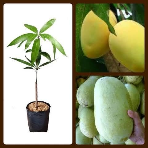 

Terlaris Bibit Mangga Cengkir Indramayu Tanaman Buah