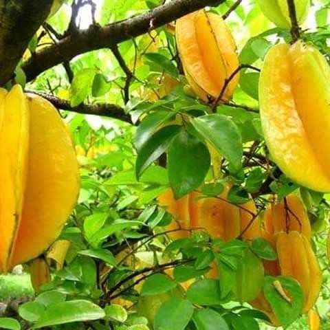 

Terlaris Bibit Belimbing Dewi 1Mtr Berbuah Asli [Gratis Bibit Jeruk]