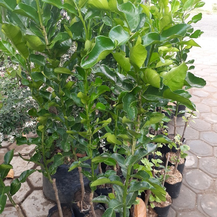 

Terlaris Bibit Jeruk Purut Jumbo 1 Meter Jeruk Purut Daun Super Jumboo Asli