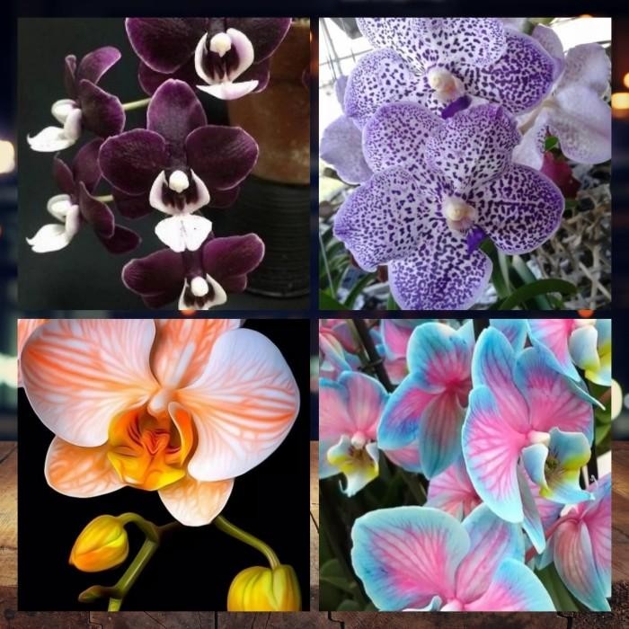 

Terlaris Paket 4 Bibit Anggrek Dendrobium Hybrid Bunga Berbeda Beda