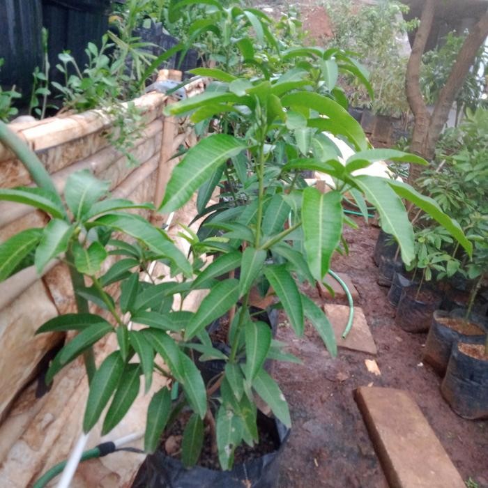 

Terlaris Bibit Mangga Kiojay Pohon Mangga Chokanan Hasil Okulasi Ukuran Besar