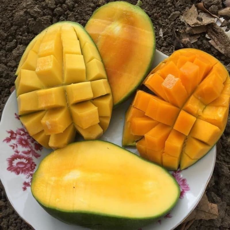 Bibit Mangga Arumanis