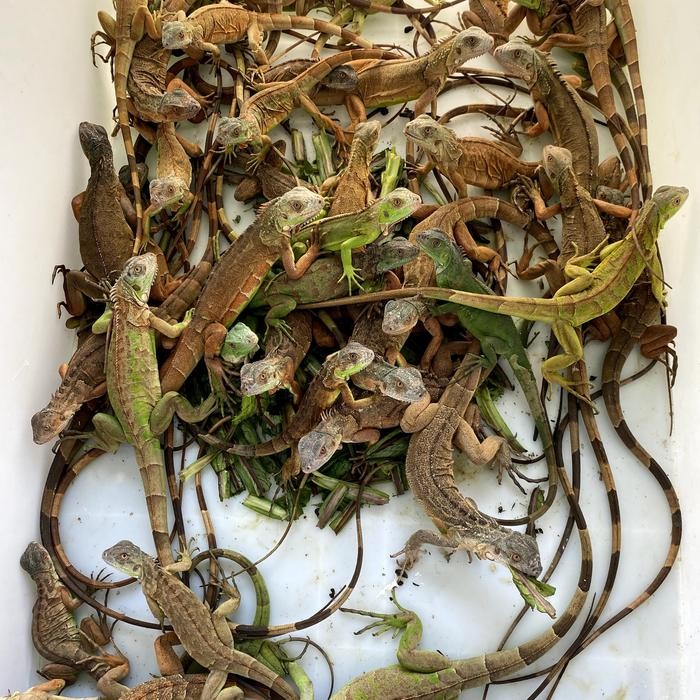 

ASLI IGUANA RED 30-40CM NO MINUS GARANSI MAKANAN REPTIL READY STOCK