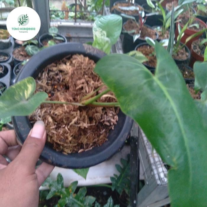 Thaumatophyllum Williamsii Variegata