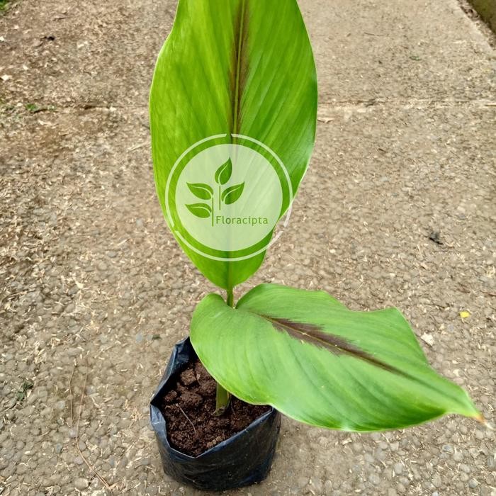 

Terlaris Bibit Tanaman Temu Putih - Kunyit Putih (Obat Herbal)