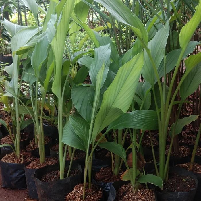 

Terlaris Pohon Kunyit Kuning Tanaman Herbal