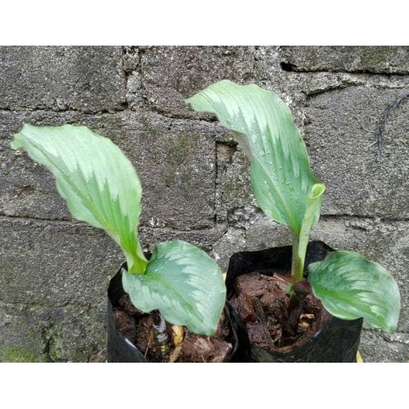 

Terlaris Tanaman Bibit Kunyit / Kunir Putih Tanaman Herbal