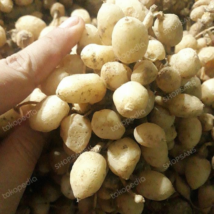 

Terlaris Kunyit Putih Segar / Temu Putih / Kunci Pepet / Temu Pepet