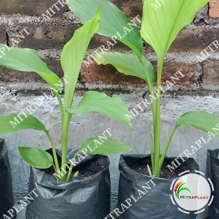 

Terlaris Bibit Pohon Kunyit Kuning - Tanaman Umbi Kunir Kuning - Tanama Herbal