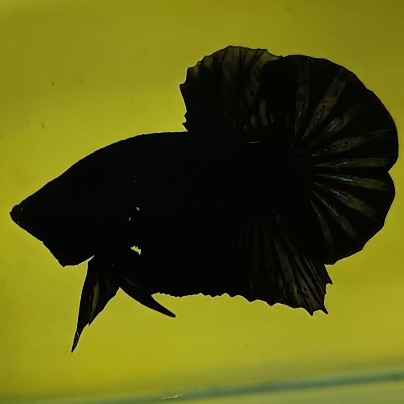 HIASAN AQUARIUM IKAN CUPANG SUPER BLACK CLEAN