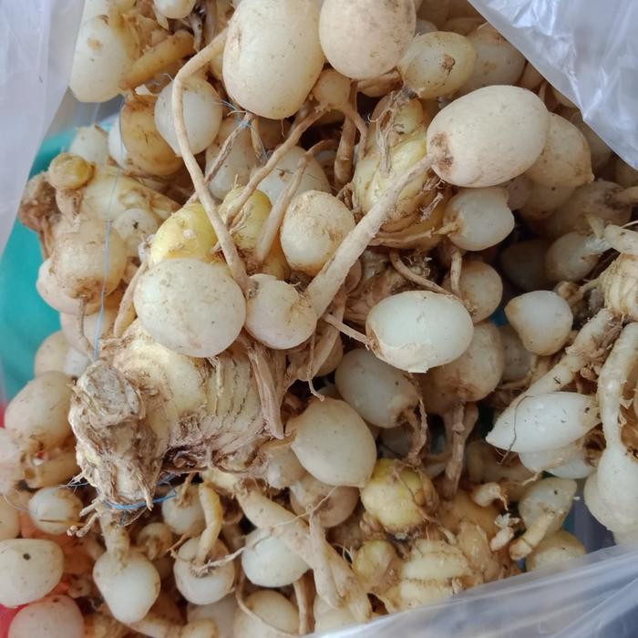 

Terlaris Kunyit Putih