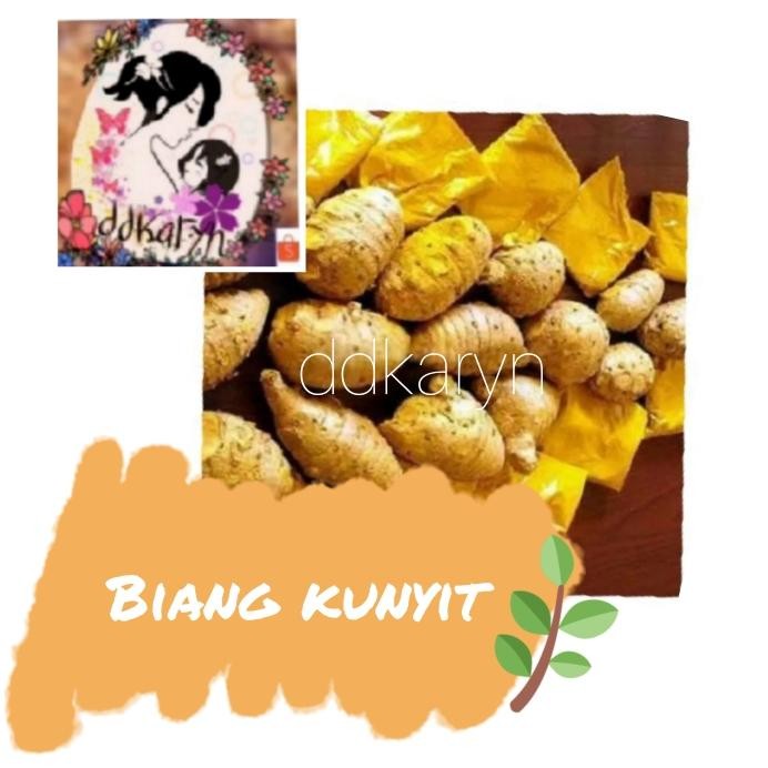 

Terlaris Biang Kunyit Segar/Basah/Fresh 1Kg