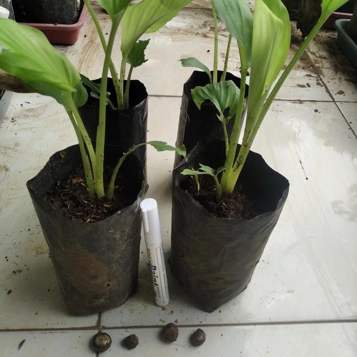 

Terlaris Bibit Kunyit Hitam Asli Promo