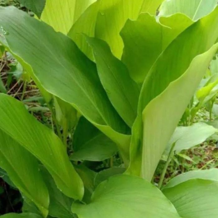 

Terlaris Daun Kunyit Segar 100Gram