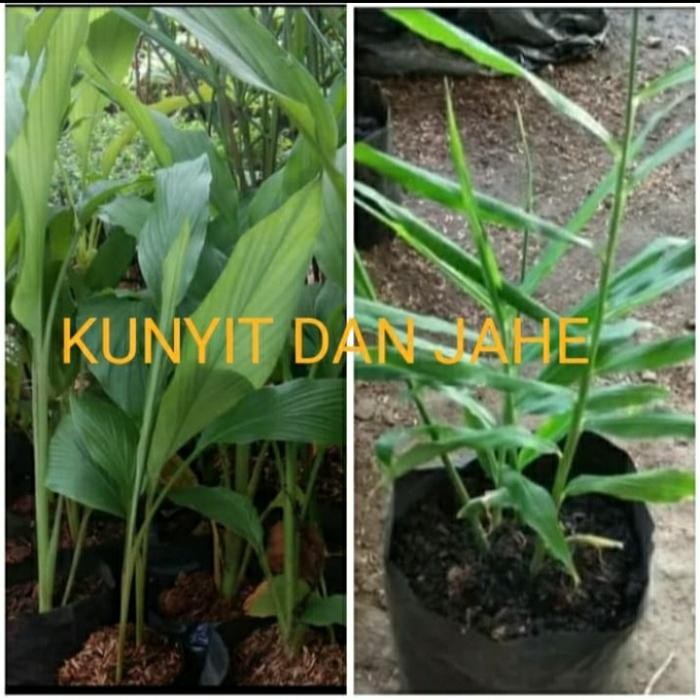 

Terlaris Tanaman Herbal Kunyit Jahe Bibit