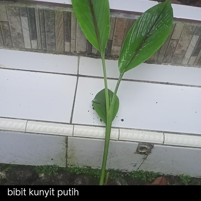 

Terlaris Grosir Bibit Kunyit Putih