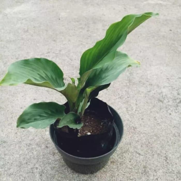 

Terlaris Bibit Tanaman Obat Herbal Kunyit Putih