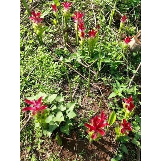 

Terlaris (Promo) Terlaris Bibit Kunyit Putih/Kunyit Putih (Fresh)