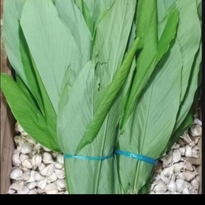 

Terlaris Daun Kunyit 1 Ikat