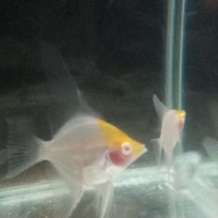 Manfish Red Cap Albino 2 - 2 Up Cm - ETALASE