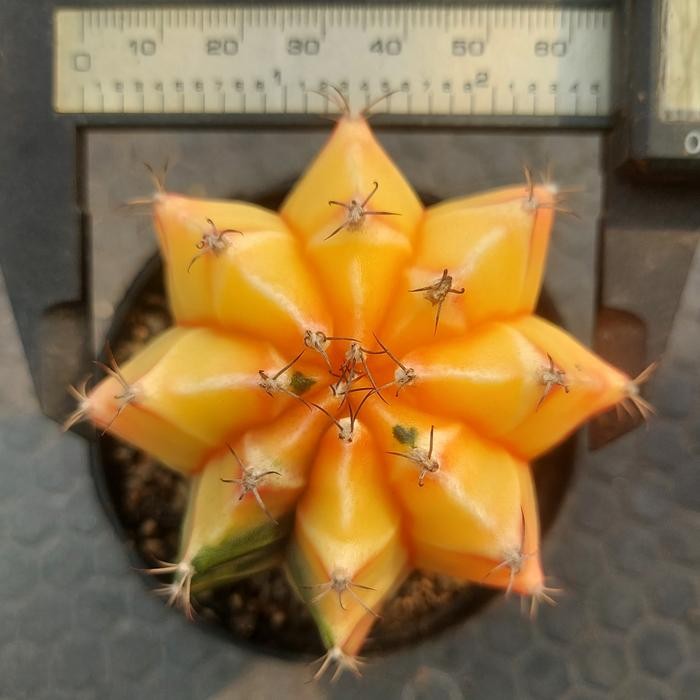 Gymnocalycium Gymno Mihanovichii Miha Hybrid Variegata Ukuran Pot 8cm