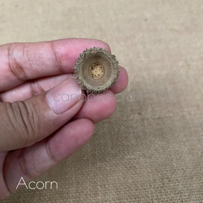 JTTOP" BUAH PINUS / BIJI PINUS MINI 5 PCS