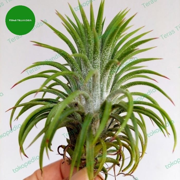 Tillandsia Ionantha Curly Giant (Size Indukan)