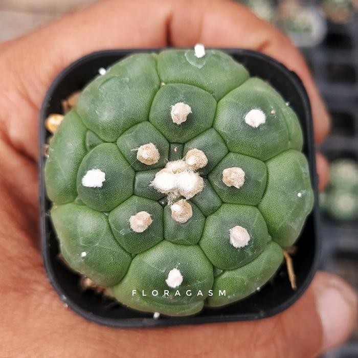 Kaktus Astrophytum Astro Asterias Kikko Turtle