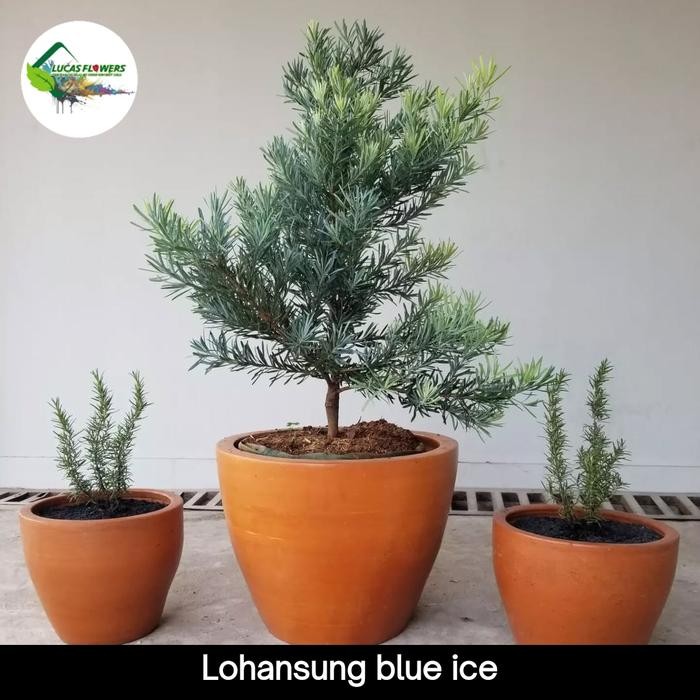 tanaman hias lohansung blue ice - lohansung silver