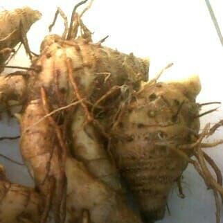 

Terlaris Biang Kunyit Ukuran Besar Per 500 Gram