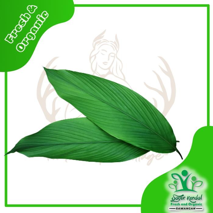 

Terlaris Fresh Daun Kunyit Organik Perpcs Sayurkendal Sawangan