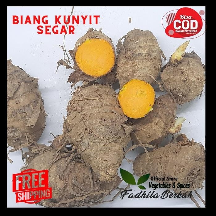 

Terlaris Biang Kepala Empu Indukan Kunyit 500Gr Original Segar