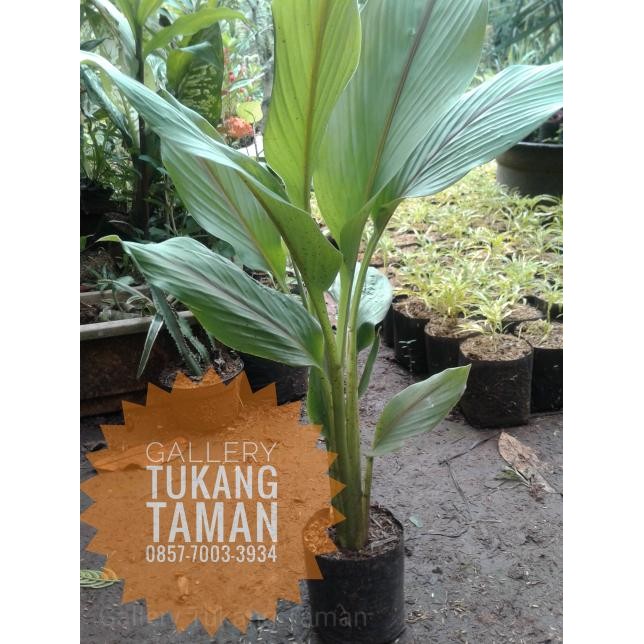 

Terlaris Tanaman Kunyit Pohon Kunyit