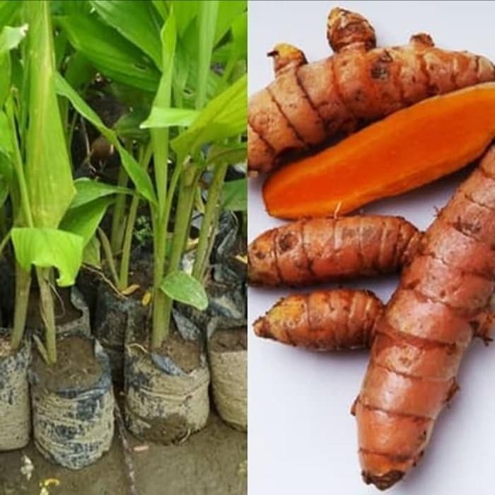 

Terlaris Tanaman Herbal Kunyit Kuning Pohon Kunyit