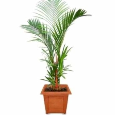 Tanaman Hias Palem Pinang Merah