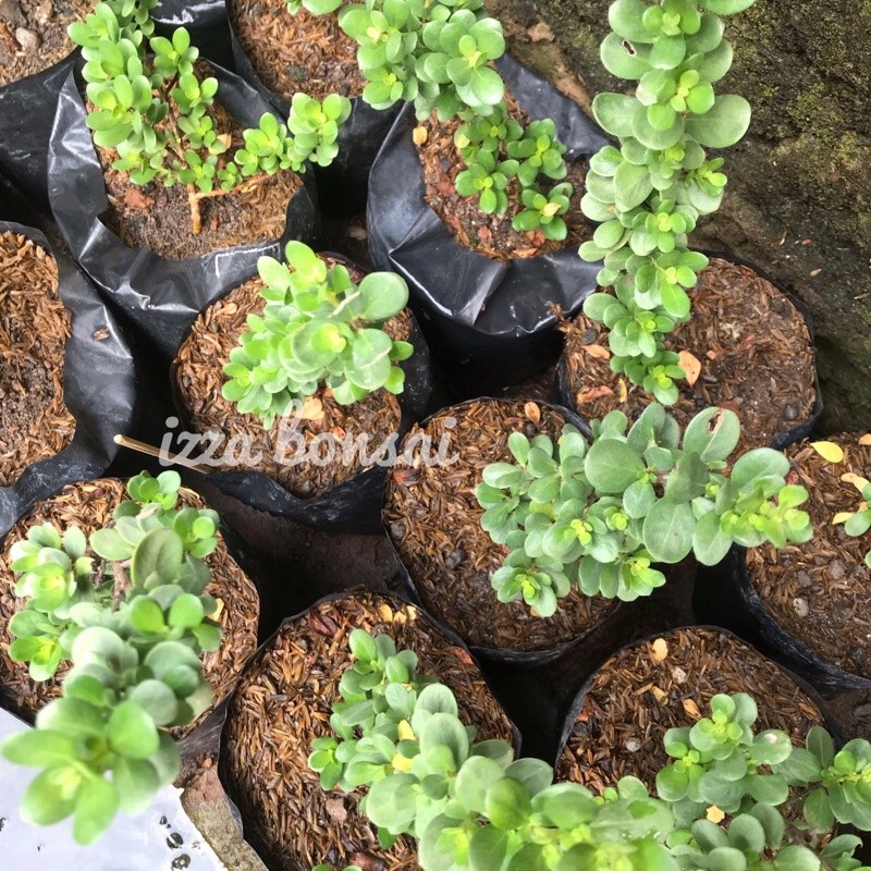 Bibit Santigi Mawar Daun Bulat