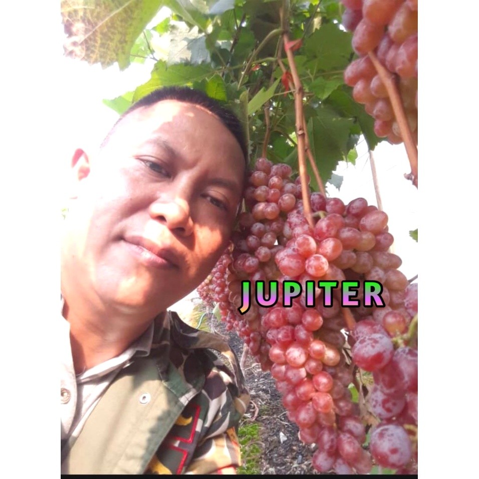 Bibit Anggur Import Jupiter Berkualitas Tinggi