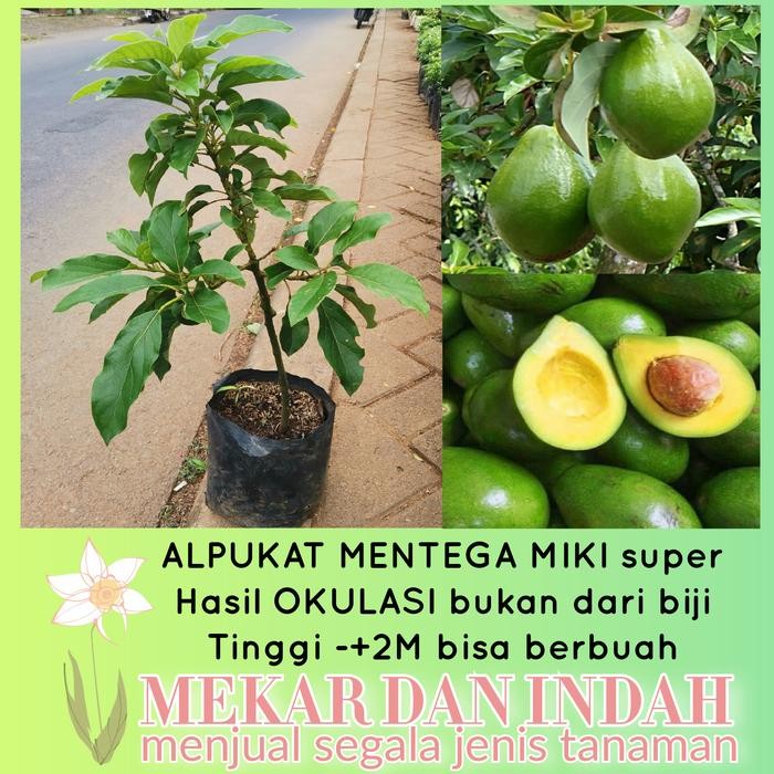 

bibit tanaman alpukat mentega miki super, pohon alpukat miki